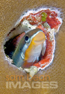 Saw Tooth Blenny