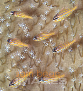 Seven Cardinal Fish