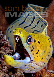 Yellow Moray Eel