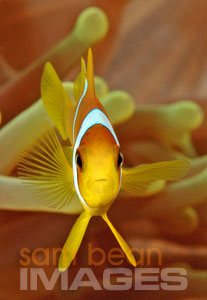 Anemone Fish