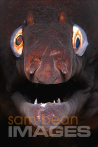 Brown Moray Eel Portrait