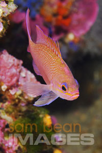 Red Anthias