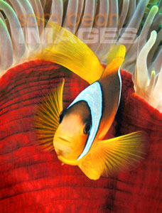 Clown Fish and Red Anemone