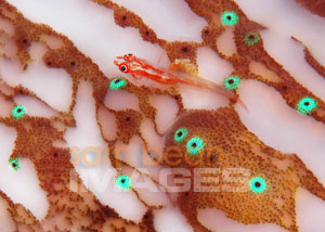 Goby on Giant Clam Mantle