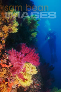 Reef at Medes Islands