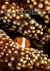 Peeping Clown Fish